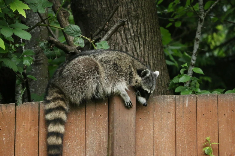 a rac looking over the fence at soing