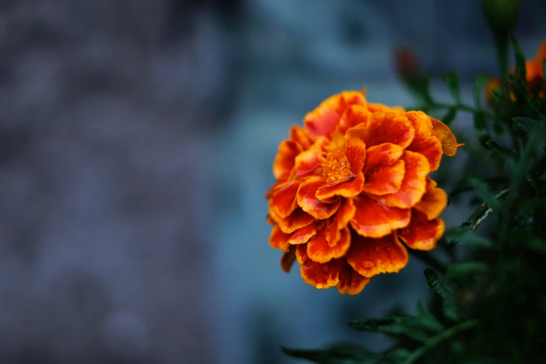 an orange flower on a green stem near the wall