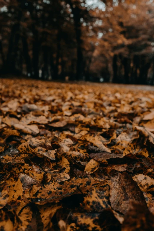 brown and black leaves laying on the ground