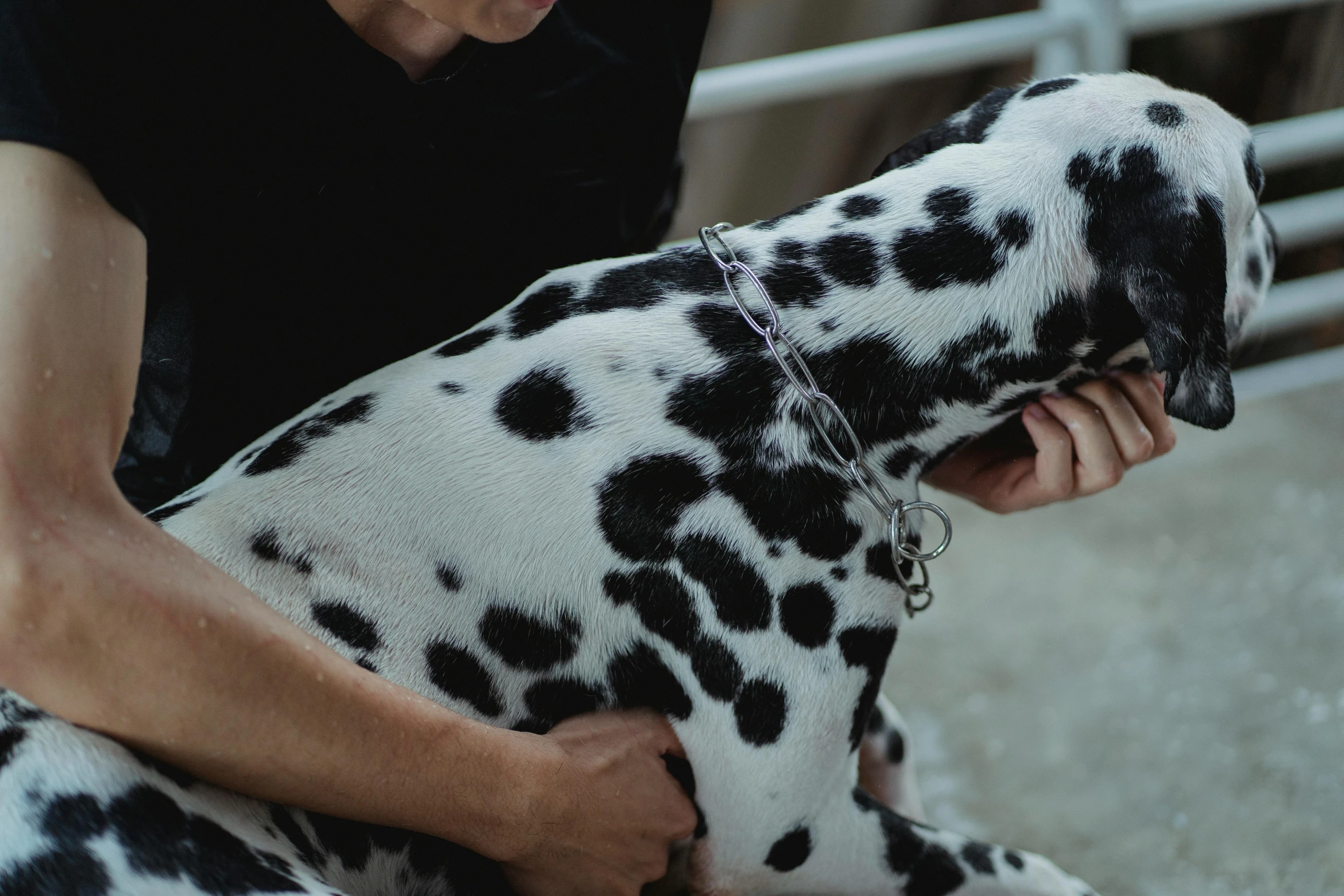 a dog is getting a haircut at the animal expo