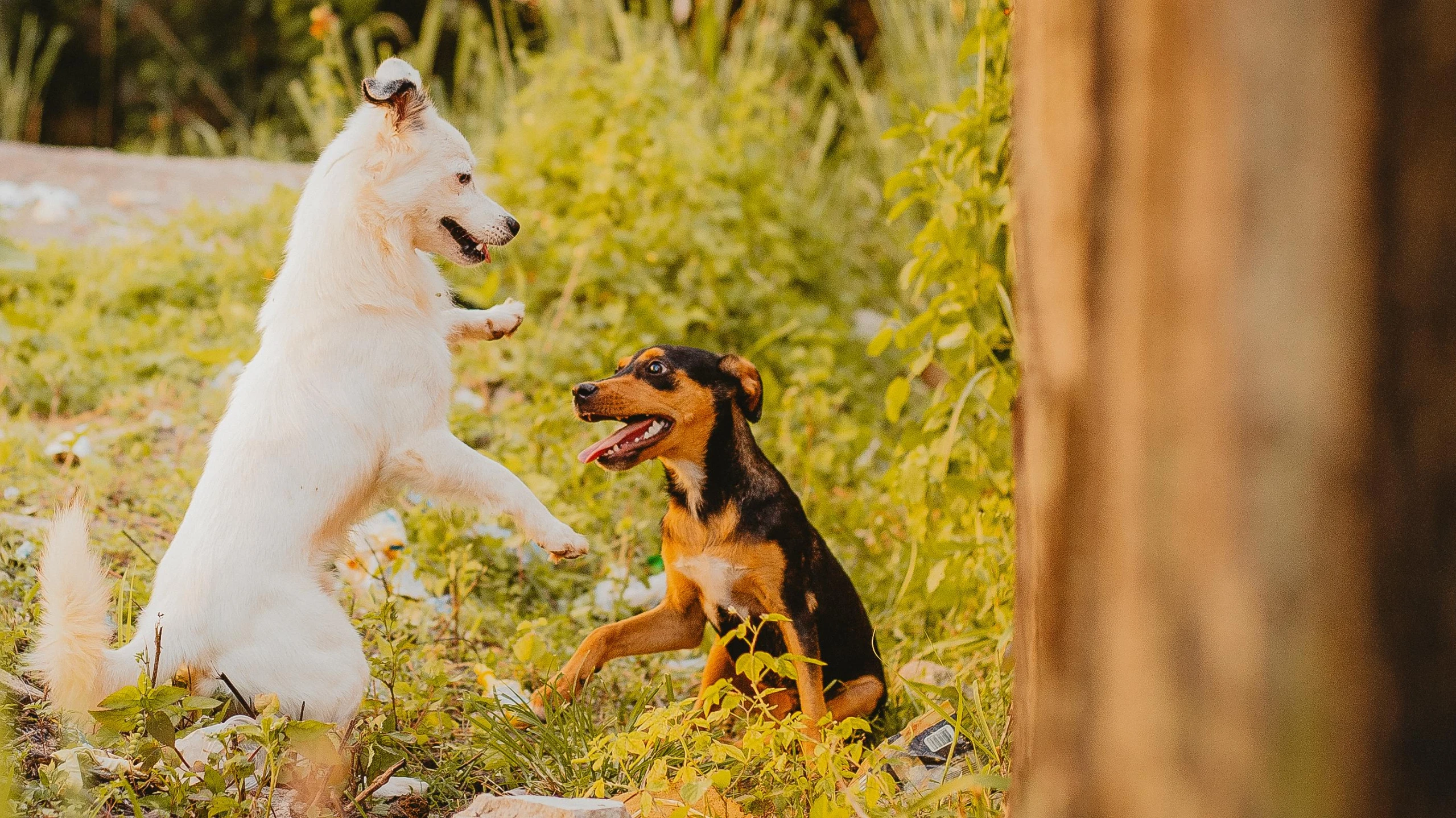 two dogs playing with each other in a field