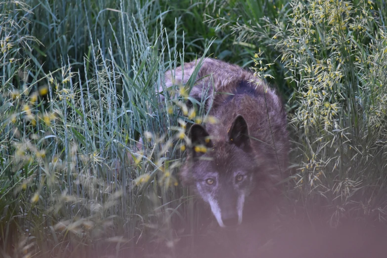 a lone wolf in the tall grass staring