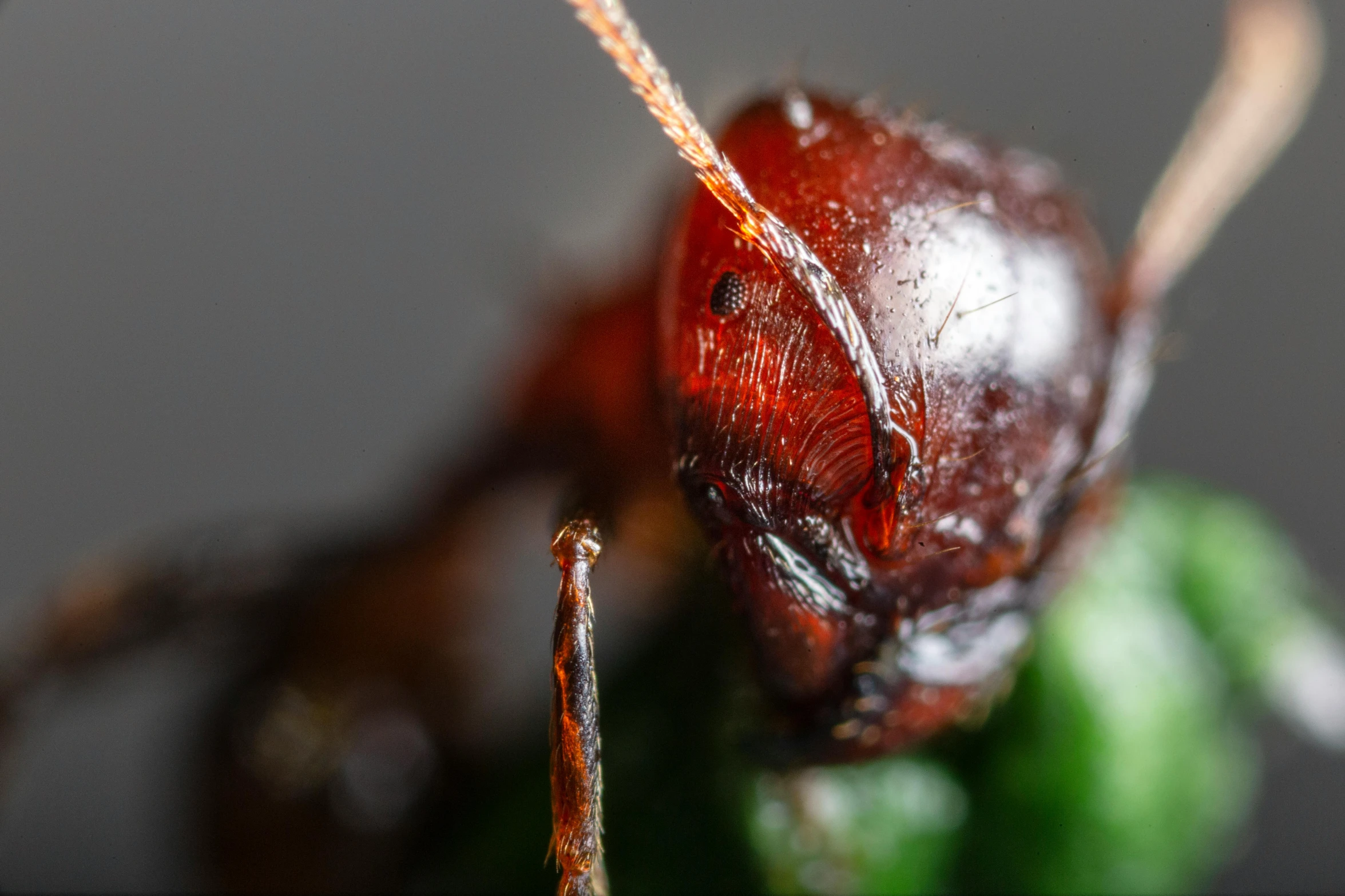 a close up of a red bug on a green plant