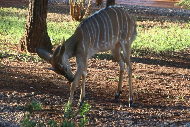 a close up of a animals eating soing on the ground