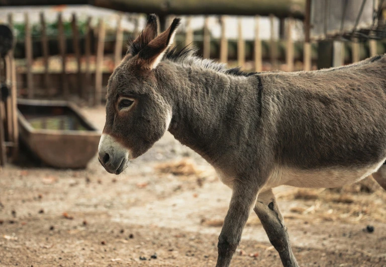 an image of a donkey that is walking through the dirt