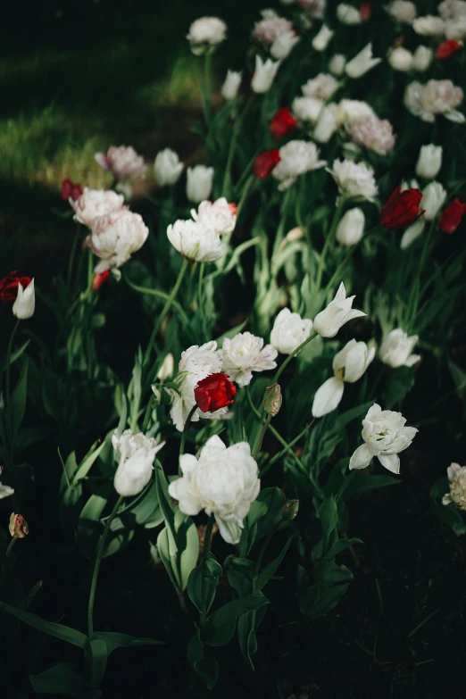 many white and red flowers are on the ground