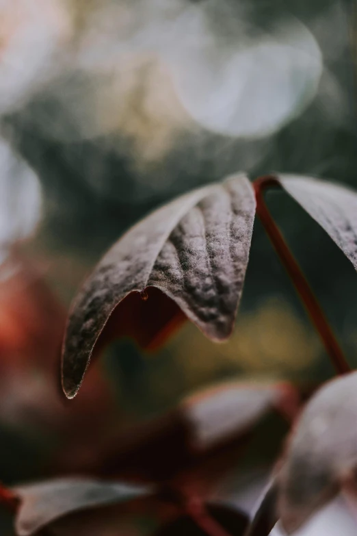 a leaf with brown and red spots in it