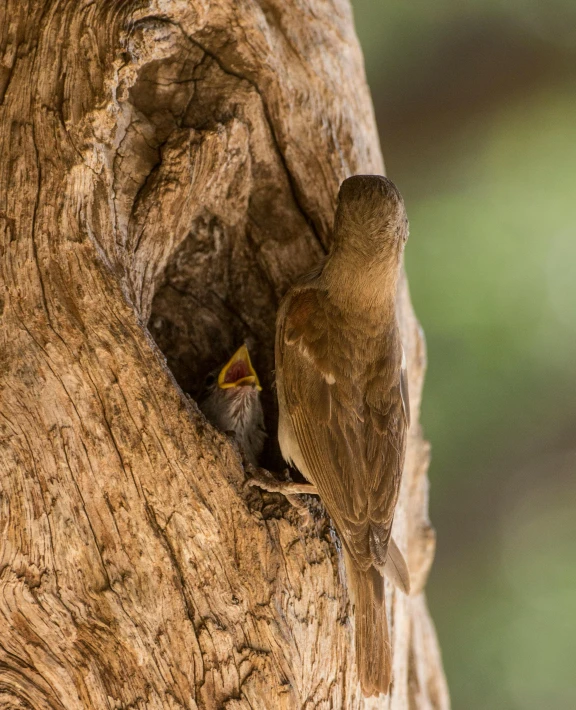 two birds sitting next to each other on a tree