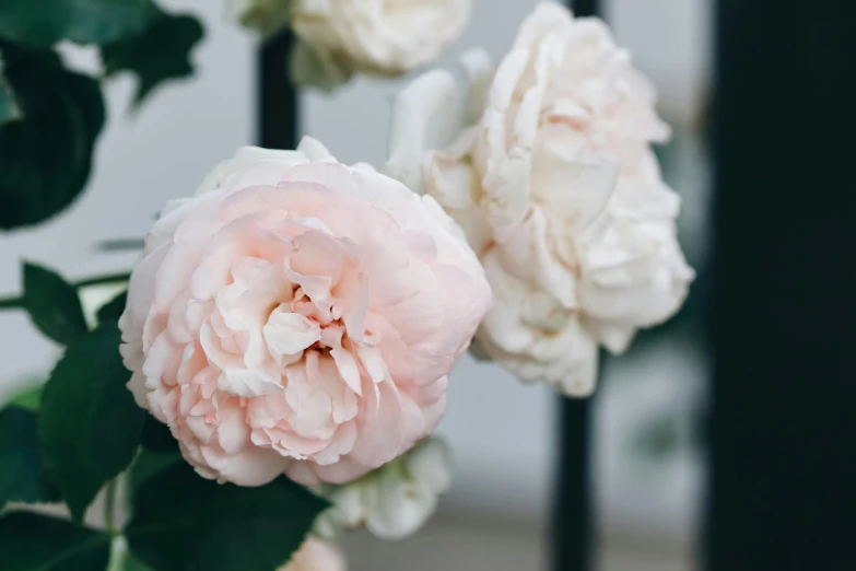 three large pink flowers on a bush in a pot