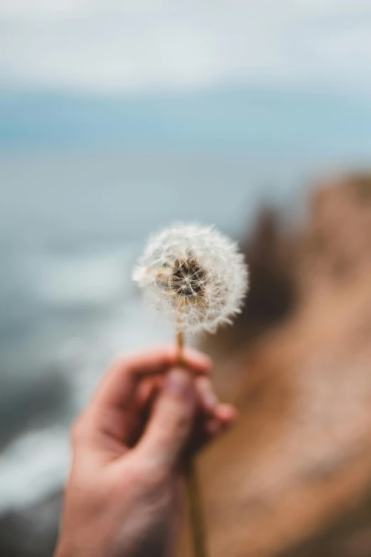 a person's hand holding a dandelion near a large body of water