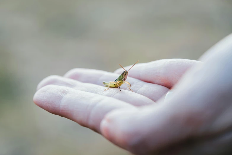 a small insect is perched on a person's hand