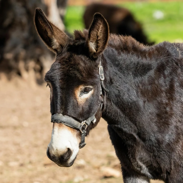 a donkey looking into the camera with cows behind it