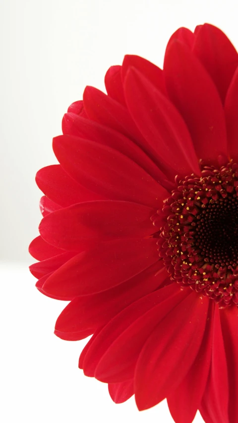 a large red flower that is in a vase