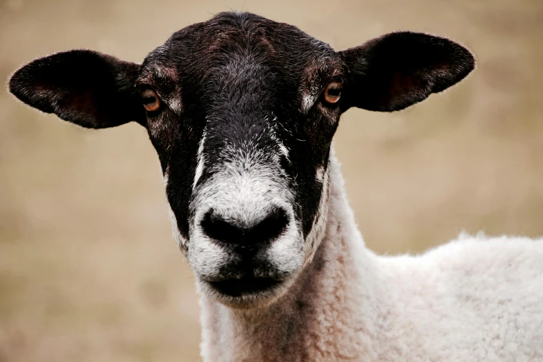 a sheep is shown staring into the camera