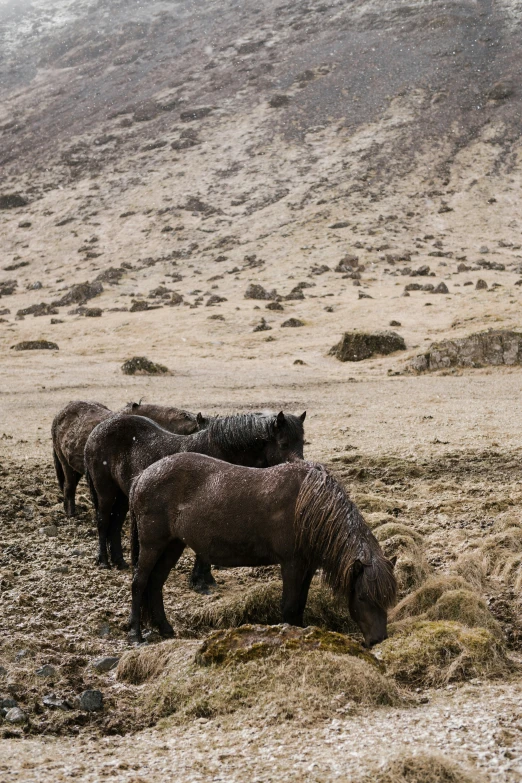 two horses are standing in a barren field