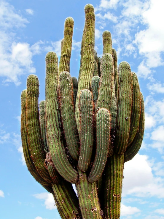 a big cactus that is in the dirt