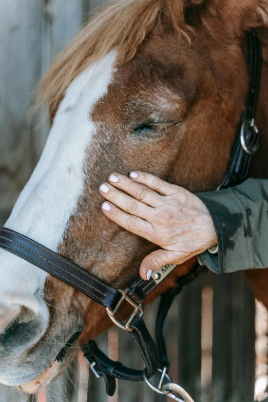 the person is petting the horses head by his hand