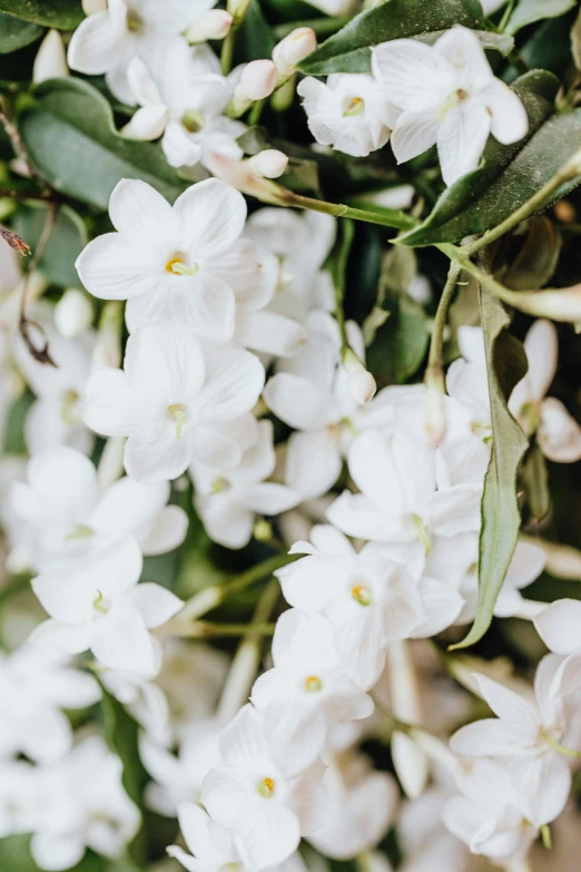 flowers are close together on the green stems