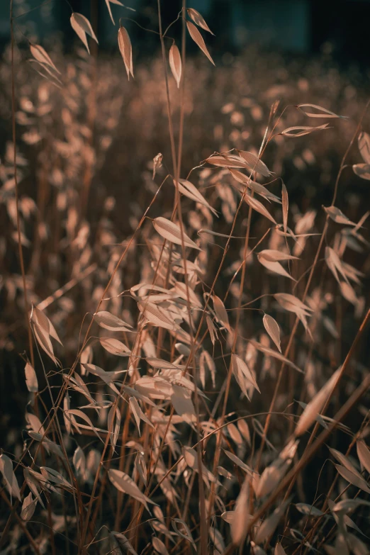 plants in a field are close together