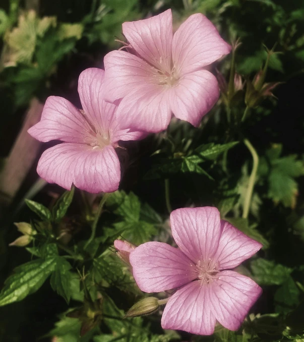 three pink flowers with green leaves in the background