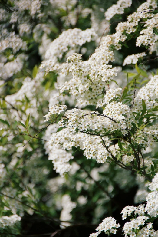 white flowers are growing on the nches of some trees