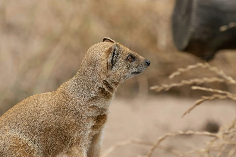 a dog standing on top of dirt next to trees