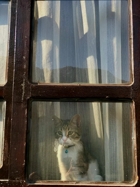 a white and brown cat is looking out the window