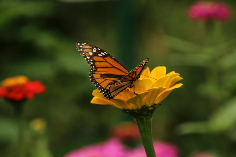 a erfly that is sitting on a flower