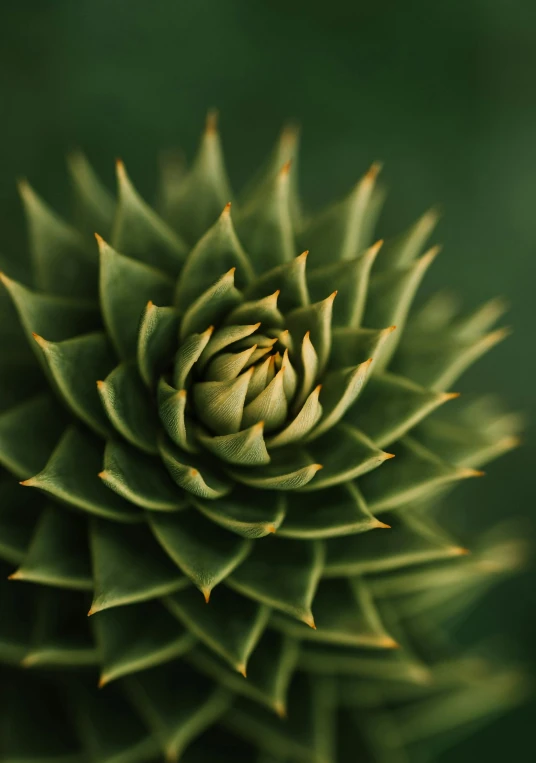 a large green plant with very long leaves