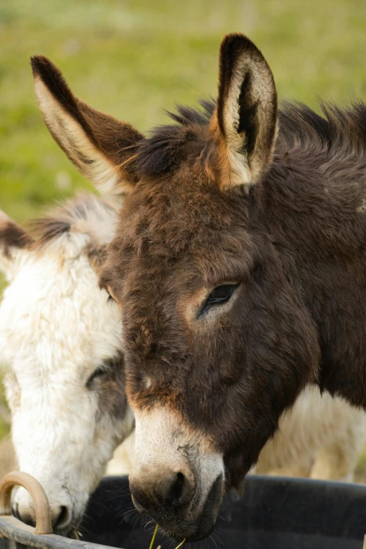 two donkeys eating food from a trough on the grass