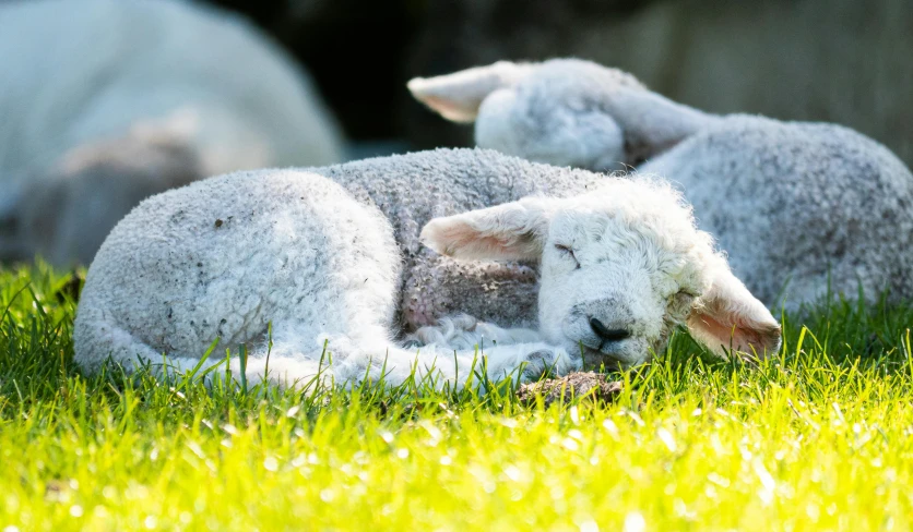 three sheep laying down together on the grass