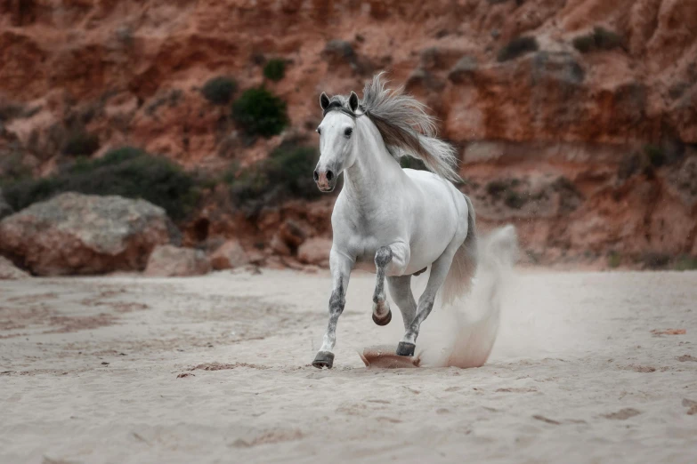 the horse has an all white coat on