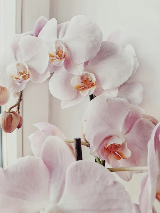 some very pretty flowers in a vase by a window