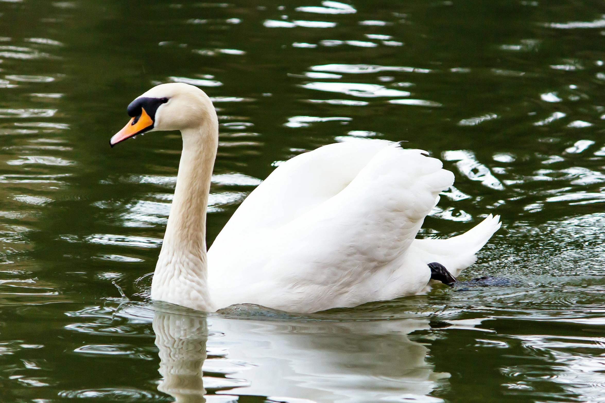 a bird that is swimming on some water