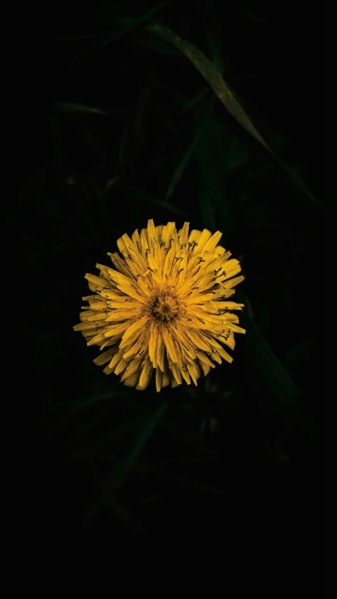 a very large bright yellow flower with its petals