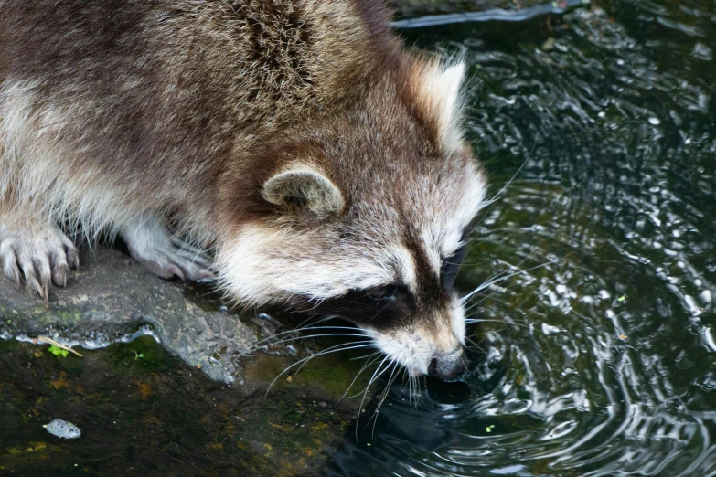 a rac that is standing in the water