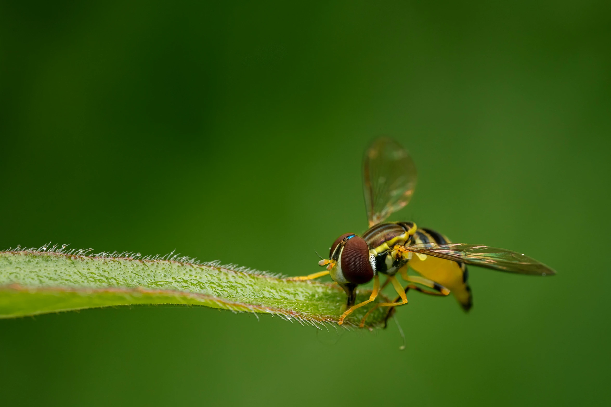 a couple of bugs standing on a green leaf