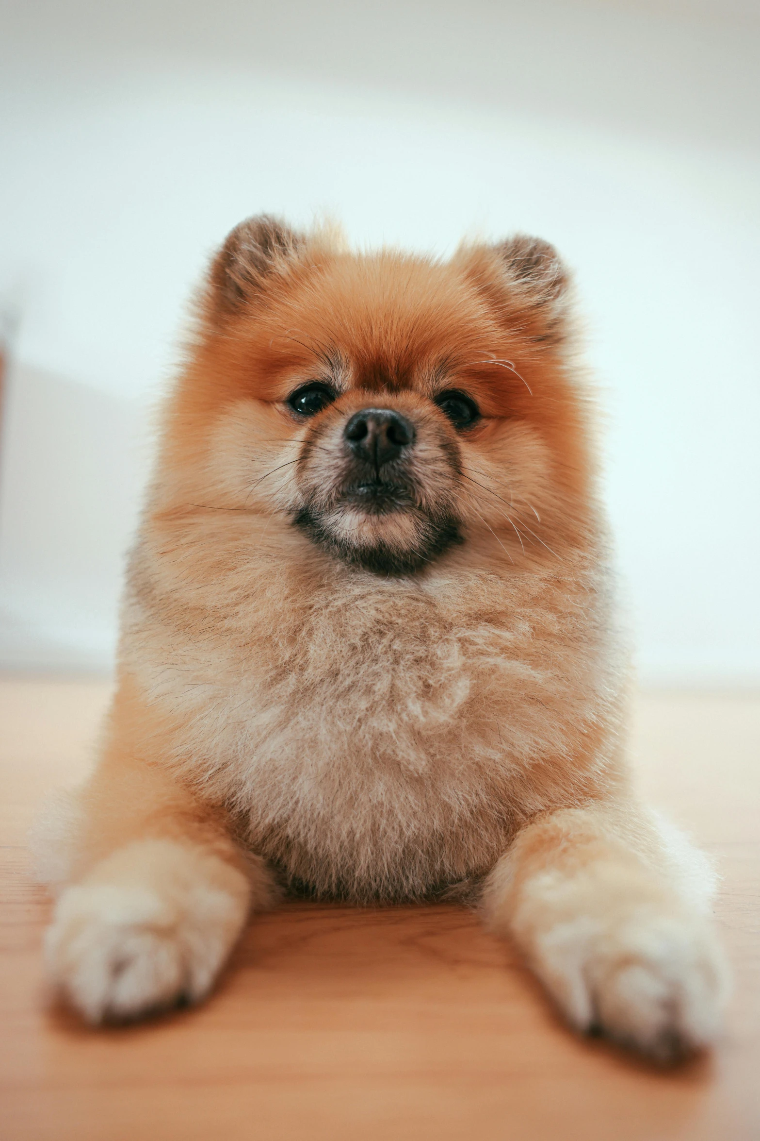 a small, hairy dog sits on the floor and looks at the camera