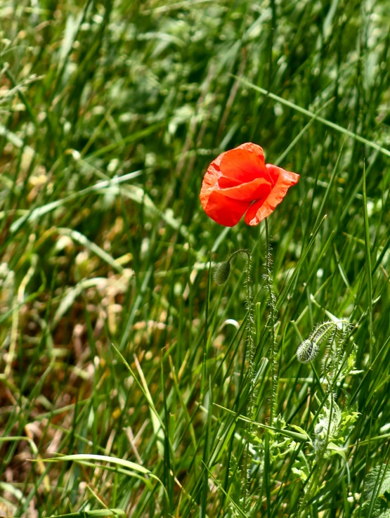 bright red flower in a green field