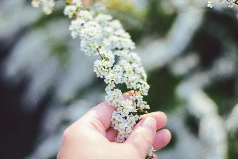 someone holding the stem of a flower