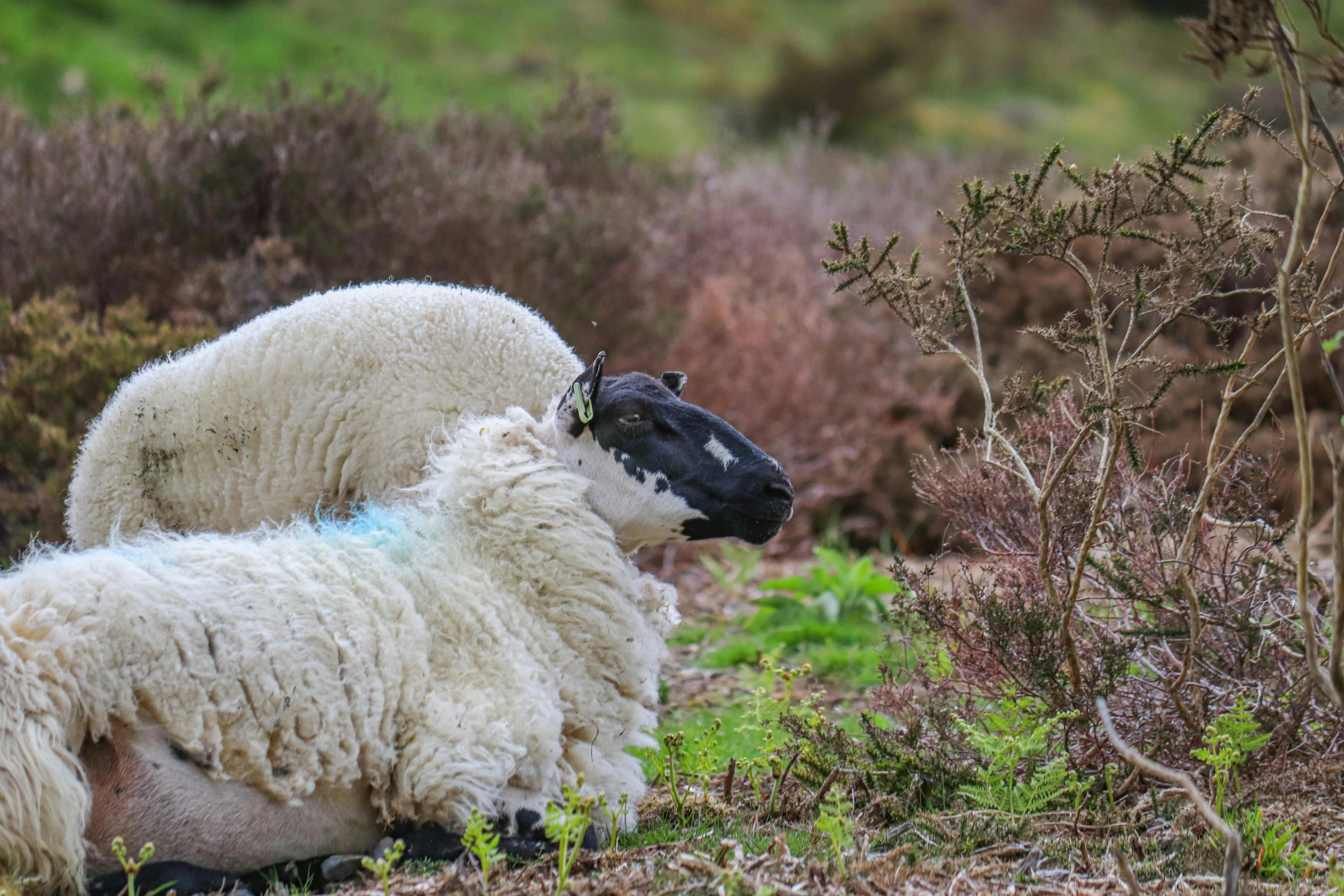 an animal that is laying down in the grass