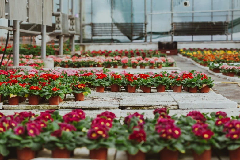 rows of potted flowers are in a garden center