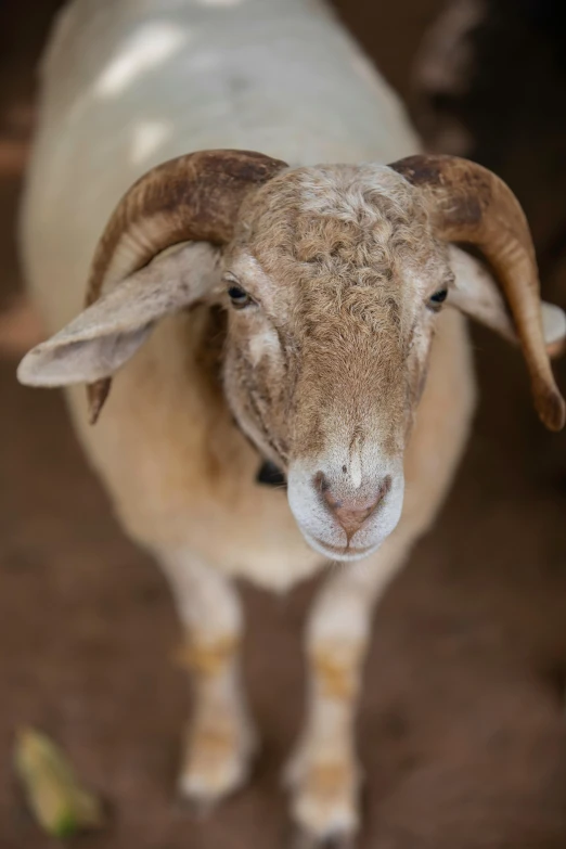 a ram with a very long horn stands with its head turned towards the camera