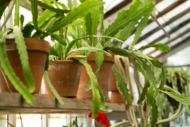 a couple of plants that are on a shelf