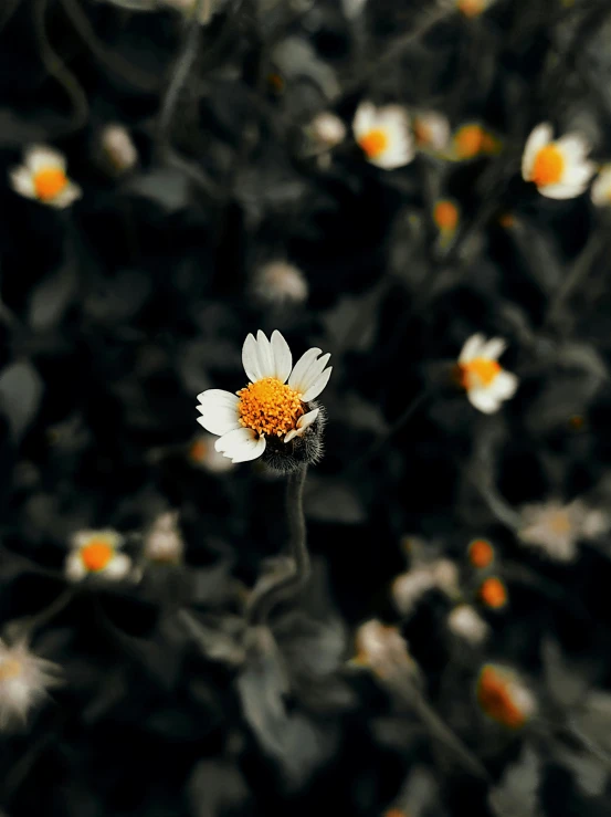 a lone white flower with orange centers on the stem