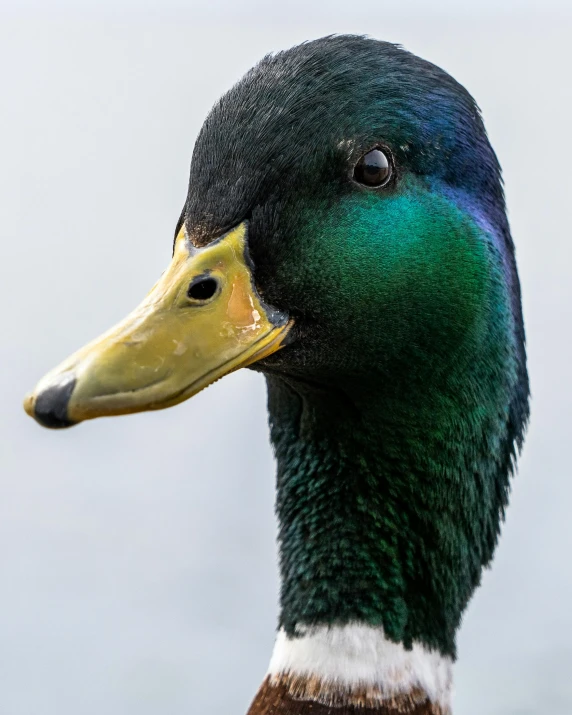 a close up of a duck with blue eyes