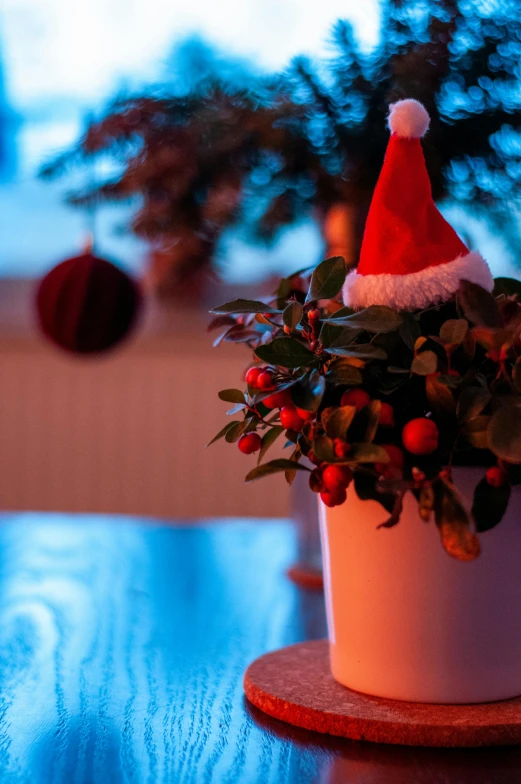 a christmas hat on top of a small plant