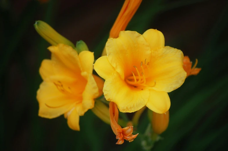 close up of two yellow flowers on the plant