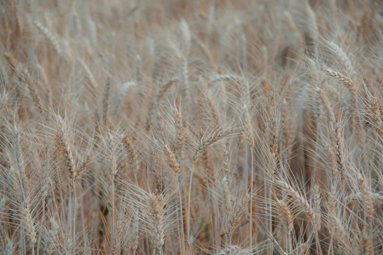 close up of an ear of wheat in the field