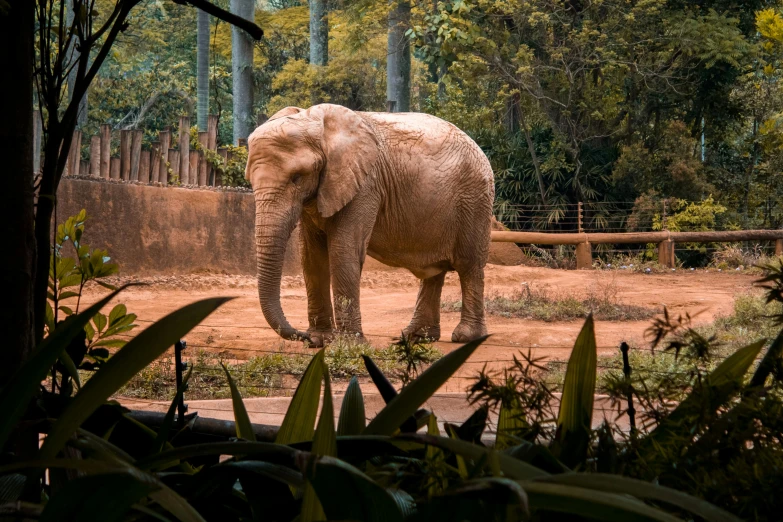 an elephant that is in a field by some trees